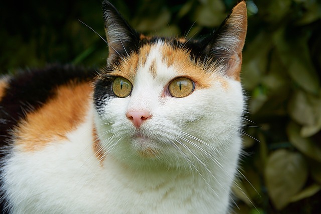 猫 幸运猫 关闭 - 上的免费照片