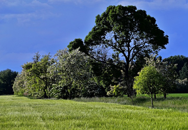 一颗树 开花 自然 - 上的免费照片