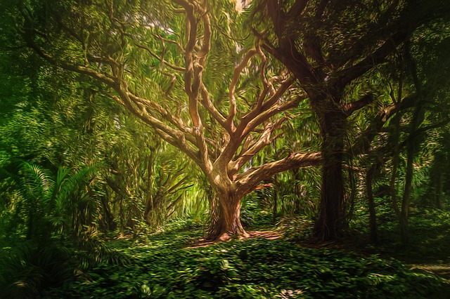 背景 森林 树木 - 上的免费图片