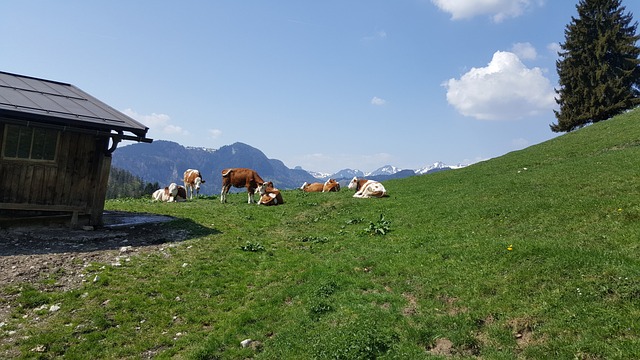 奶牛 牧场 春天 - 上的免费照片