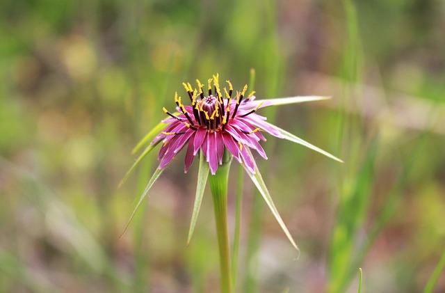 花 荒野 花瓣 - 上的免费照片