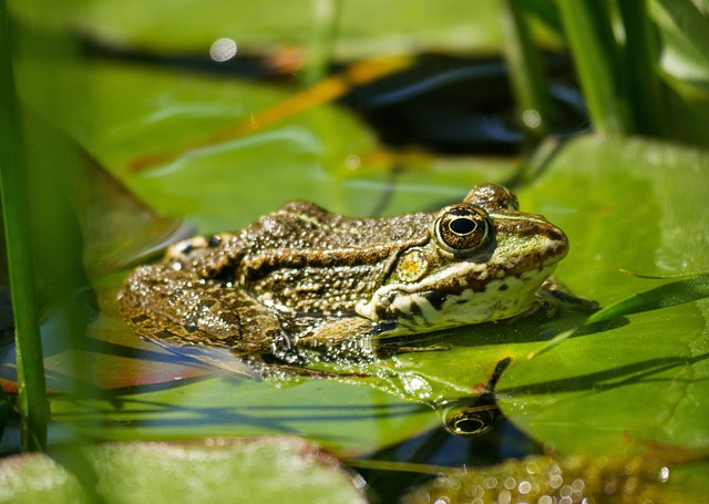 青蛙 动物 树蛙 - 上的免费照片