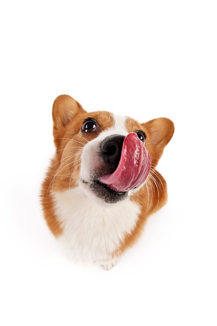 宠物 狗 - 上的免费照片