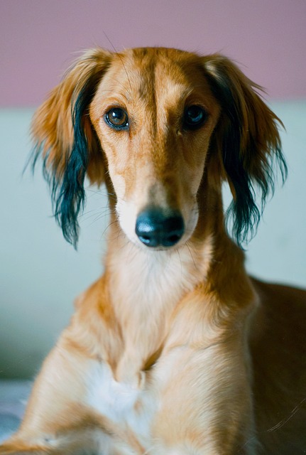 萨路基 波斯猎犬 动物 - 上的免费照片