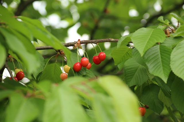 樱桃 果树 水果 - 上的免费照片
