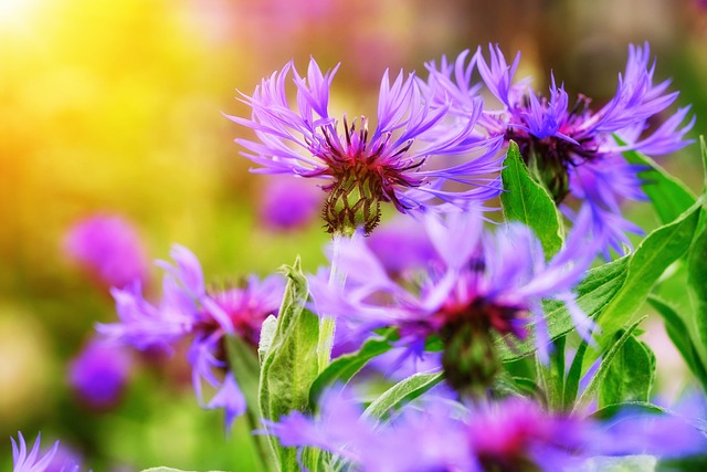 矢 花朵 紫色的花朵 - 上的免费照片