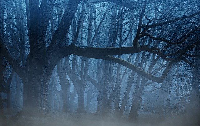 森林 多雾路段 树木 - 上的免费照片