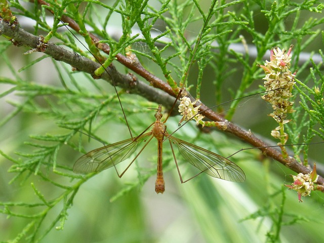 Típula Tipúlido 巨蚊 - 上的免费照片