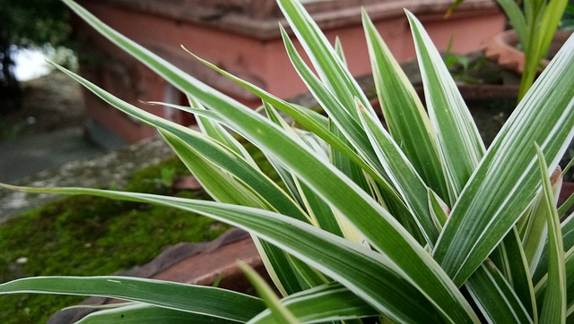 大自然的美 草 - 上的免费照片