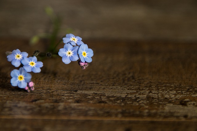 开花 蓝色的 装饰 - 上的免费照片