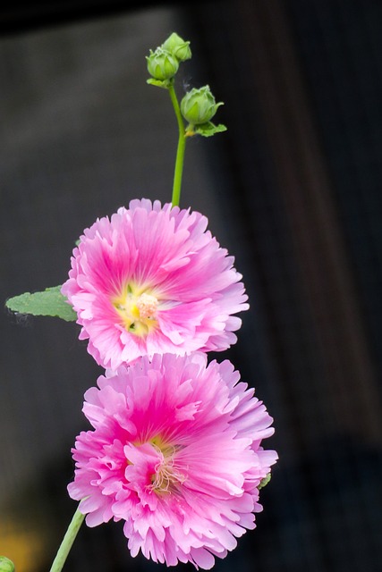 蜀葵 花 植物 - 上的免费照片