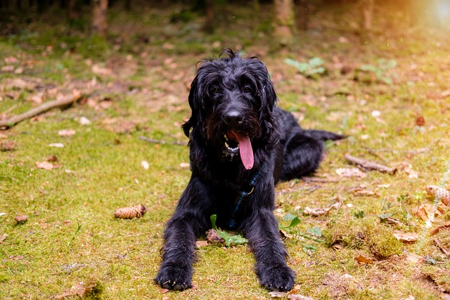 Labradoodle 雪纳瑞犬 拉布拉多 - 上的免费照片