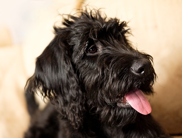 Labradoodle 雪纳瑞犬 拉布拉多 - 上的免费照片