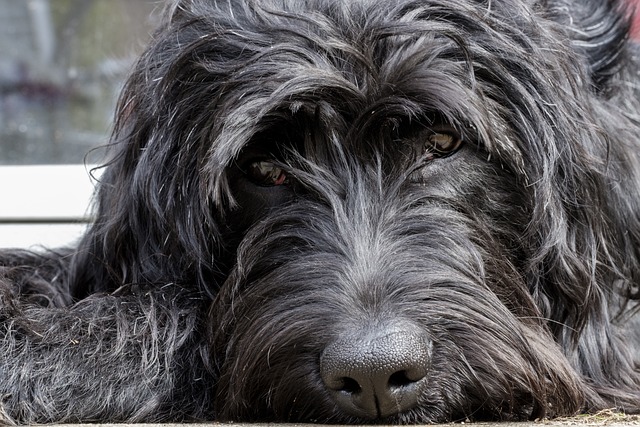 Labradoodle 雪纳瑞犬 拉布拉多 - 上的免费照片