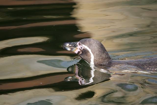 企鹅 Gentoo企鹅 野生动物 - 上的免费照片