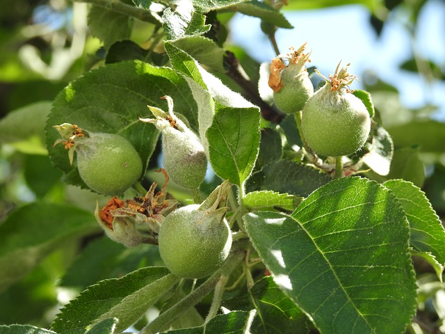 苹果 水果 树 - 上的免费照片