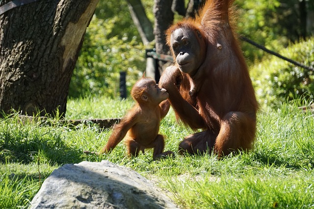 黑猩猩 动物园 猿 - 上的免费照片