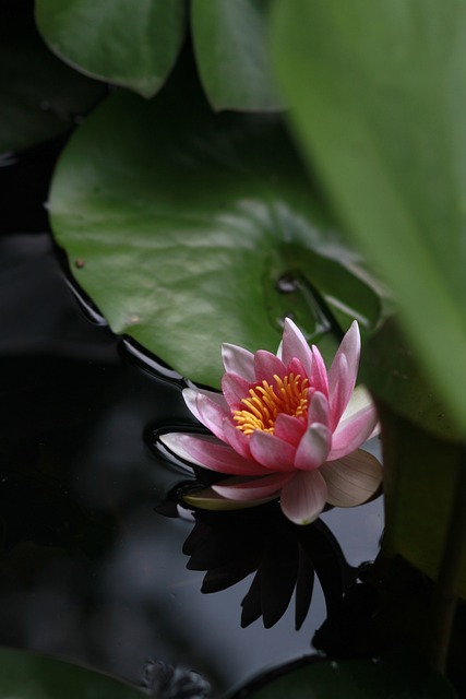 风筝 莲花 水百合 - 上的免费照片