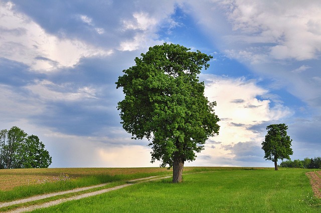 自然 景观 树 - 上的免费照片