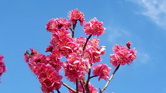 红梅 花 弹簧的作战 - 上的免费照片