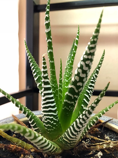 景天 室内植物 植物 - 上的免费照片