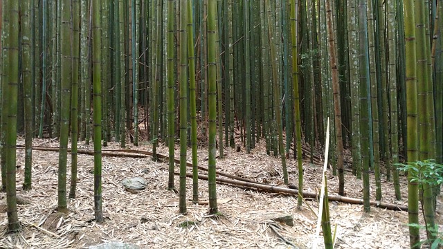 竹林 山 风景 - 上的免费照片