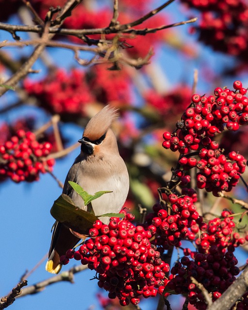 鸟 蜡翅 自然 - 上的免费照片