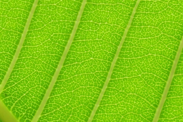 葉 大自然 植物 - 上的免费照片