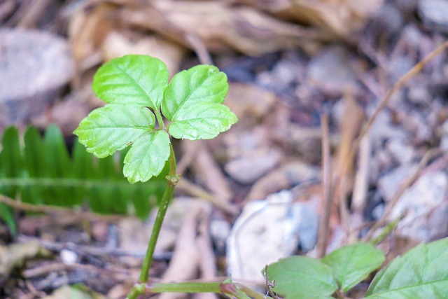 葉 大自然 植物 - 上的免费照片