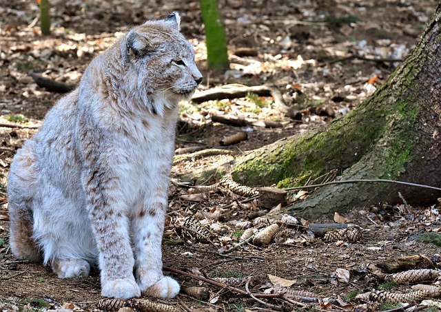 猞猁 野生动物 野猫 - 上的免费照片