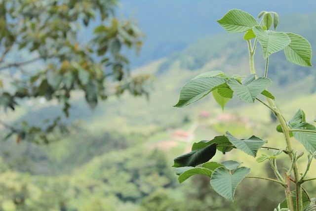 莫拉 植物 杀死 - 上的免费照片