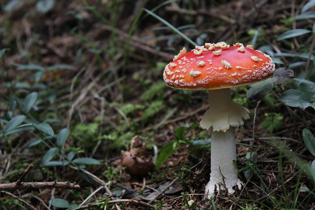 自然 蘑菇 林 - 上的免费照片