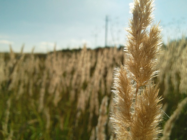 植物 自然 字段 - 上的免费照片