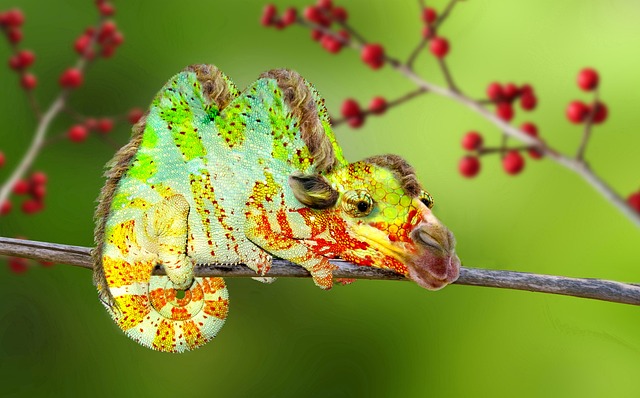 Digiart 骆驼 变色龙 - 上的免费照片