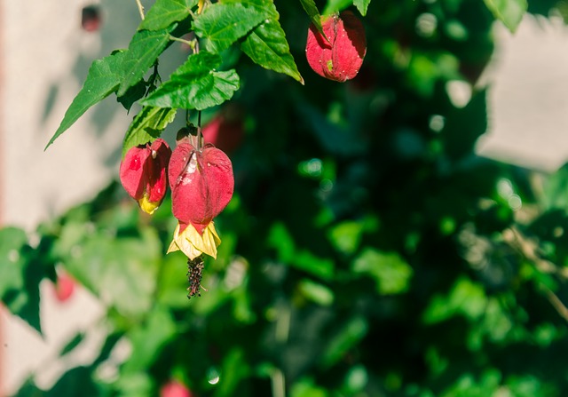 花 美丽的花朵 红色的花朵 - 上的免费照片
