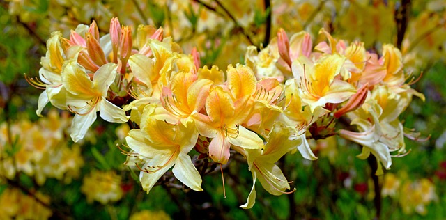 杜鹃 杜鹃花黄体 开花 - 上的免费照片