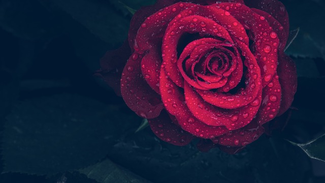 玫瑰 红色的 滴 - 上的免费照片