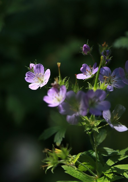 这Cranesbill 大鼠的种子游泳池 野花 - 上的免费照片