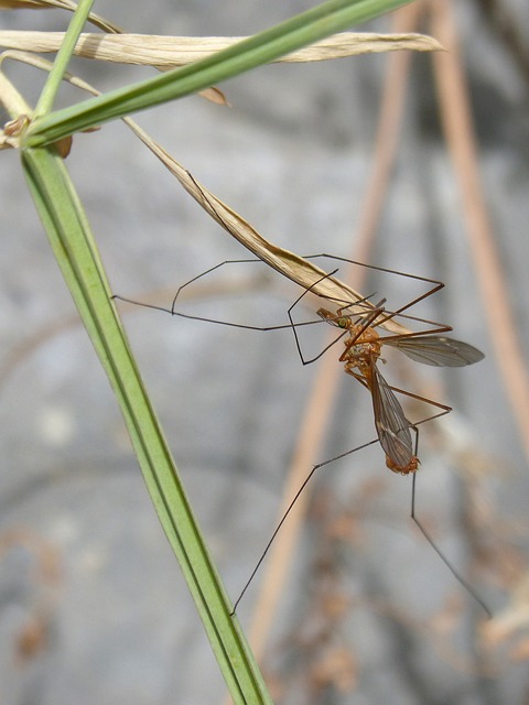 Típula Tipúlido 昆虫 - 上的免费照片