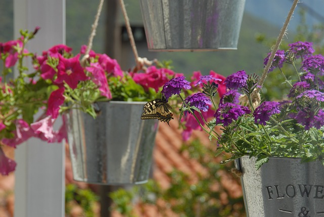 蝴蝶 花朵 自然 - 上的免费照片