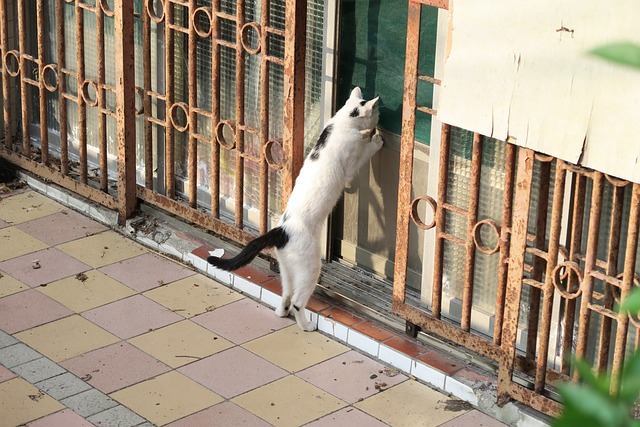 猫 石阶 社区 - 上的免费照片