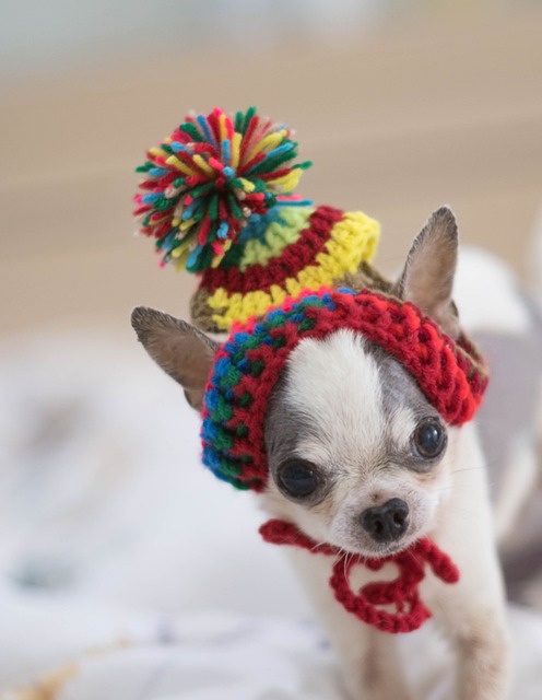 Chihuahua 狗 泰迪熊 - 上的免费照片