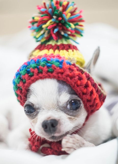 狗 Chihuahua 一个 - 上的免费照片