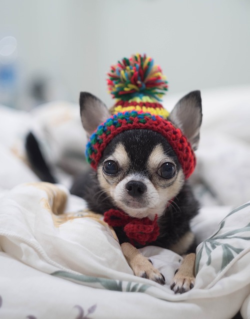 狗 Chihuahua 一个 - 上的免费照片