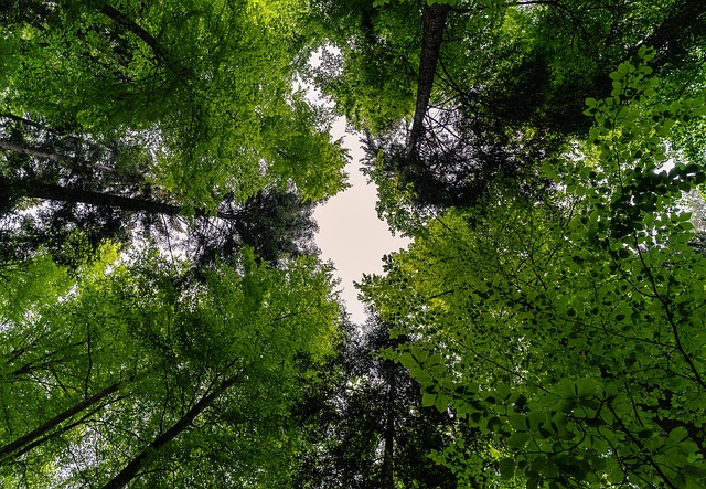 森林 自然 景观 - 上的免费照片