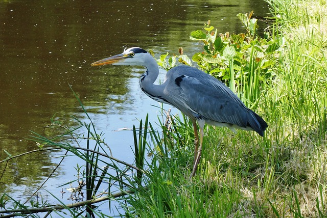 苍鹭 沟边 鸟 - 上的免费照片