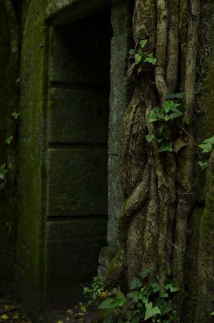 自然 废墟 绿色 - 上的免费照片