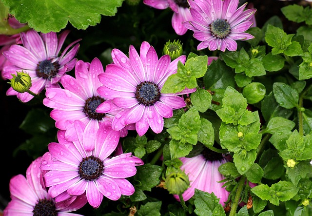 骨精 紫色的花朵 开花 - 上的免费照片