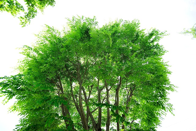 阳光 自然 嫩叶 - 上的免费照片