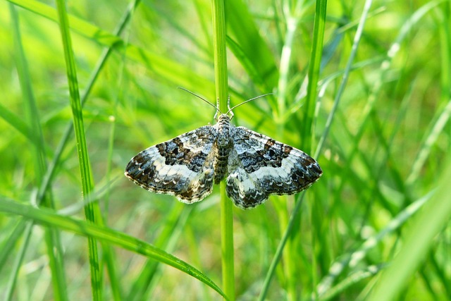 动物 无脊椎动物 昆虫 - 上的免费照片